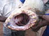congofish2.jpg