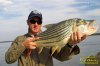 african tiger fish 1.jpg