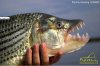 african tiger fish 2.jpg
