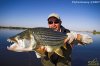 african tiger fish 5.jpg