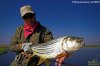 african tiger fish 6.jpg