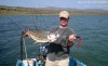 african tiger fish 8.jpg