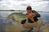 african tiger fish 9.jpg