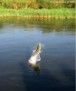 african tiger fish 13.jpg