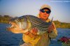 african tiger fish 14.jpg