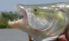 gambia_tigerfish_fish.jpg