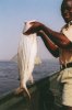 Tiger_fish.jpg