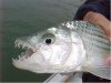 tigerfish%208.jpg