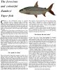 TigerFish.JPG
