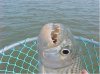tigerfish%202.jpg