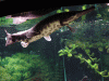 Florida-Gar-2.gif