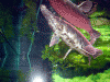 Florida-Gar-3.gif