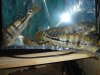 DSC07648.JPG