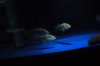 DSC_0066.JPG