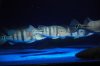 DSC_0101.JPG