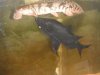 catbichir 002.jpg