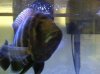 ImageUploadedByMonsterAquariaNetwork1362008210.623551.jpg