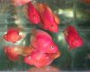 Purple-parrot-fish.jpg Purple-parrot-fish.jpg