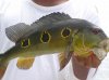 Rio negro.jpg