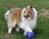 dogs 029.JPG