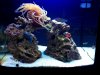 ImageUploadedByMonsterAquariaNetwork1362255181.007051.jpg