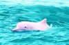 Chinese-White-Dolphin.jpg