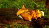 pagoda snail.jpg