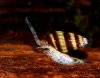 Assassin snail.jpg