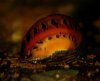 red spot nerite.jpg