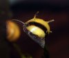 Bumble bee nerite balancing on leaf.jpg