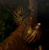 Zebra nerite.jpg