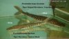 ImageUploadedByMonsterAquariaNetwork1362444700.193365.jpg