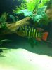 ImageUploadedByMonsterAquariaNetwork1363056023.682870.jpg ImageUploadedByMonsterAquariaNetwork1363056023.682870.jpg