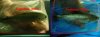 Golden_dorado.jpg
