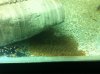 ImageUploadedByMonsterAquariaNetwork1363204335.720298.jpg ImageUploadedByMonsterAquariaNetwork1363204335.720298.jpg