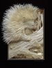 paperporcupine.jpg