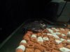 20130310_010058.jpg