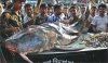 231 pounds 8 oz 79 inches Jamuna River Bangladesh.jpg