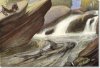 a-fraser-brunner-goonch-game-fish-of-the-world-approximate-size-of-original-painting-16x20.jpg