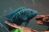 05_Jack_Dempsey.jpg