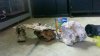 2013-03-14_12-53-45_60.jpg 2013-03-14_12-53-45_60.jpg