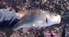 Bondbass4(4).png