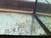 ImageUploadedByMonsterAquariaNetwork1363382843.997116.jpg ImageUploadedByMonsterAquariaNetwork1363382843.997116.jpg