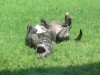 Kimo on the grass.JPG