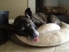 Kimo Tongue.jpeg