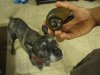 Kimo Snail 2.JPG
