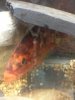 ImageUploadedByMonsterAquariaNetwork1363435467.839095.jpg ImageUploadedByMonsterAquariaNetwork1363435467.839095.jpg