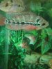 ImageUploadedByMonsterAquariaNetwork1363446236.935572.jpg ImageUploadedByMonsterAquariaNetwork1363446236.935572.jpg