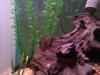 greenseverum.jpg