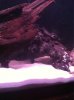 ImageUploadedByMonsterAquariaNetwork1363737630.926450.jpg